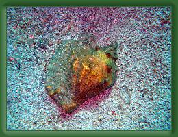 Seabase Scuba 2012 (50) * 4288 x 3216 * (12.79MB)